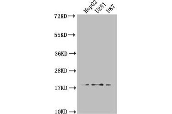 ARL2BP Antikörper  (AA 1-163)
