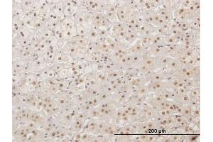 Immunoperoxidase of purified MaxPab antibody to XRCC4 on formalin-fixed paraffin-embedded human adrenal gland. (XRCC4 Antikörper  (AA 1-336))