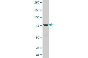 PCDHGB1 polyclonal antibody (A01), Lot # 051129JCO1 Western Blot analysis of PCDHGB1 expression in NIH/3T3 . (PCDHGB1 Antikörper  (AA 288-387))