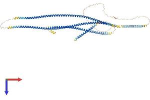 CEP63 Protein (AA 1-703) (His tag)