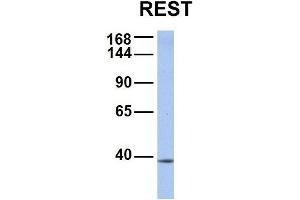 Western Blotting (WB) image for anti-RE1-Silencing Transcription Factor (REST) (Middle Region) antibody (ABIN2779670)