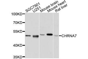 Western blot analysis of extracts of various cells, using CHRNA7 antibody. (CHRNA7 Antikörper)