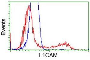 Image no. 1 for anti-L1 Cell Adhesion Molecule (L1CAM) antibody (ABIN1499089) (L1CAM Antikörper)