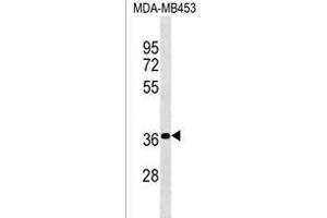 PSG4 Antibody (N-term) (ABIN1539582 and ABIN2850413) western blot analysis in MDA-M cell line lysates (35 μg/lane). (NR2C1 Antikörper  (N-Term))