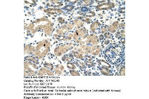 Human kidney (DMRT2 Antikörper  (N-Term))