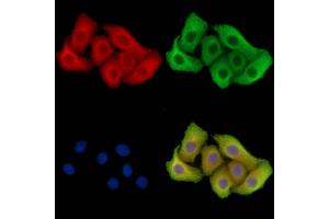 anti-PARK2 Co-Regulated (PACRG) antibody