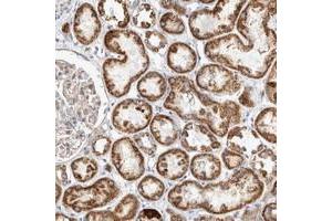 Immunohistochemical staining of human kidney with BZRAP1 polyclonal antibody  shows strong granular cytoplasmic positivity tubular cells at 1:200-1:500 dilution. (BZRAP1 Antikörper)
