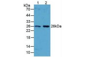 Figure. (BCL2L1 Antikörper  (AA 2-212))
