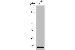Western Blot analysis of HuvEc cells using Ribosomal Protein L34 Polyclonal Antibody (RPL34 Antikörper  (Internal Region))