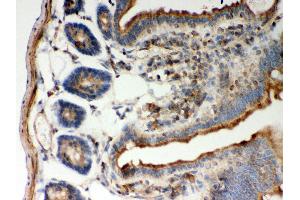 Anti- STIM1 Picoband antibody, IHC(P) IHC(P): Mouse Intestine Tissue (STIM1 Antikörper  (N-Term))