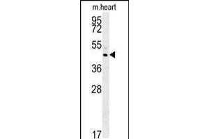 Western blot analysis in mouse heart tissue lysates (35ug/lane). (TAM41 Antikörper  (AA 180-208))