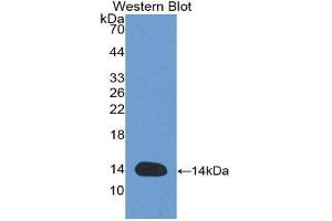 Western Blotting (WB) image for anti-GDNF Family Receptor alpha 1 (GFRA1) antibody (Biotin) (ABIN1171682) (GFRA1 Antikörper  (Biotin))