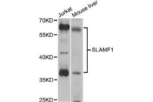Western blot analysis of extracts of various cell lines, using SLAMF1 antibody (ABIN5971076) at 1/1000 dilution. (SLAMF1 Antikörper)