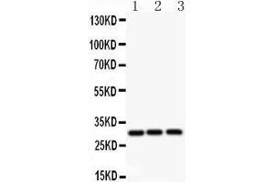 Anti-ATF1 Picoband antibody,  All lanes: Anti ATF1  at 0. (AFT1 Antikörper  (AA 1-271))