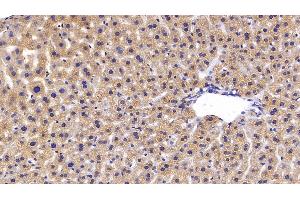 Immunohistochemistry (IHC) image for anti-Fibrinogen-Like 1 (FGL1) (AA 23-312) antibody (ABIN7435316)