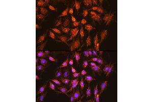 Immunofluorescence (IF) image for anti-BCL2-Like 1 (BCL2L1) (AA 1-120) antibody (ABIN1512625)