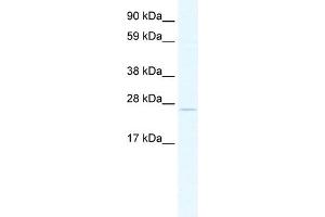 TCF23 Antikörper  (C-Term)