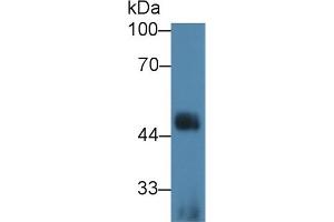 Western Blot; Sample: Human K562 cell lysate; Primary Ab: 3µg/ml Rabbit Anti-Human IL1RL1 Antibody Second Ab: 0.