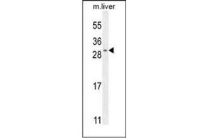 Western blot analysis of SHISA3 Antibody (C-term) in Mouse liver tissue lysates (35ug/lane). (SHISA3 Antikörper  (C-Term))