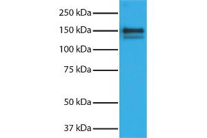 Donkey anti-Goat IgG (Heavy & Light Chain) antibody (HRP) - Preadsorbed