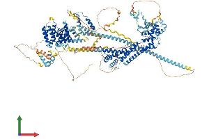 Protein Structure (PS) image for Diaphanous Homolog 1 (DIAPH1) (AA 1-1272) protein (His tag) (ABIN7553709)