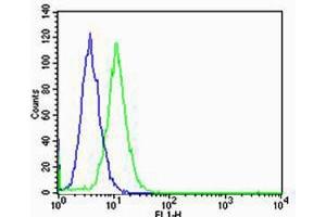 Flow cytometric analysis of Hela cells using GLI2 Antibody (C-term)(green, Cat(ABIN6243675 and ABIN6577401)) compared to an isotype control of rabbit IgG(blue). (GLI2 Antikörper  (C-Term))