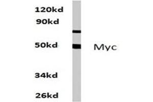 Image no. 1 for anti-Myc Proto-Oncogene protein (MYC) antibody (ABIN271737) (c-MYC Antikörper)