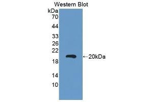 Western Blotting (WB) image for anti-Carcinoembryonic Antigen Gene Family (CEA) (AA 544-771) antibody (ABIN1858355) (CEA Antikörper  (AA 544-771))