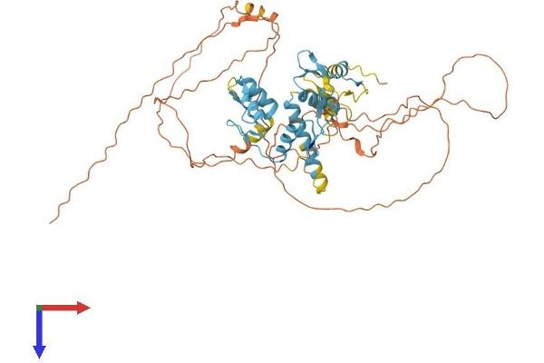 IKZF2 Protein (AA 1-526) (His tag)