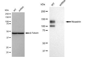 Western blotting analysis using Nicastrin antibody (ABIN7799593). (Rekombinanter Nicastrin Antikörper)