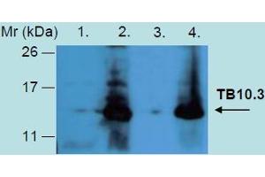 Western Blotting analysis of recombinant protein TB10. (Tb10.3 (M. Tuberculosis) Antikörper)