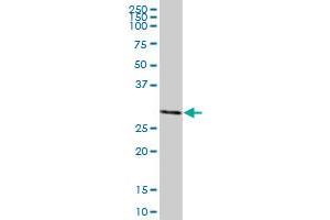 MLF2 MaxPab polyclonal antibody. (MLF2 Antikörper  (AA 1-248))