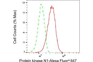 Flow cytometric analysis of Protein kinase N1 expression in C2C12 cells using Protein kinase N1 antibody (ABIN7800005), 1:2,000). (Rekombinanter PKN1 Antikörper)