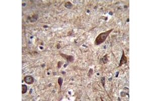 Immunohistochemistry analysis in human brain tissue (Formalin-fixed, Paraffin-embedded) using Pleiotrophin / PTN  Antibody (C-term), followed by peroxidase conjugation of the secondary antibody and DAB staining. (Pleiotrophin Antikörper  (C-Term))