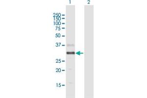 Western Blot analysis of DGAT2L4 expression in transfected 293T cell line by DGAT2L4 MaxPab polyclonal antibody. (AWAT2 Antikörper  (AA 1-333))