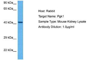 Host: Rabbit Target Name: PGK1 Sample Tissue: Mouse Kidney Antibody Dilution: 1ug/ml