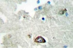 Immunohistochemistry (IHC) analyzes of Ephrin-A3 antibody in paraffin-embedded human brain tissue. (Ephrin A3 Antikörper)