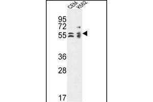 TBCE Antibody (Center) (ABIN653623 and ABIN2842978) western blot analysis in CEM,K562 cell line lysates (35 μg/lane). (TBCE Antikörper  (AA 364-392))