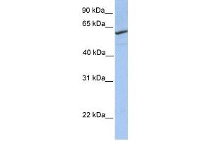 RFT1 antibody used at 1 ug/ml to detect target protein. (RFT1 Antikörper)