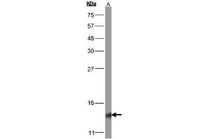 WB Image Sample(30 μg of whole cell lysate) A:Hep G2, 15% SDS PAGE antibody diluted at 1:1000
