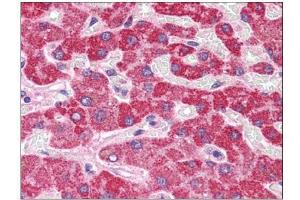 Human Liver: Formalin-Fixed, Paraffin-Embedded (FFPE) (HAAO Antikörper  (N-Term))
