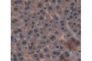 IHC-P analysis of liver tissue, with DAB staining. (GLS2 Antikörper  (AA 154-479))