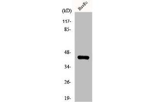 Western Blot analysis of HuvEc cells using KOX17 Polyclonal Antibody (ZNF24 Antikörper  (N-Term))
