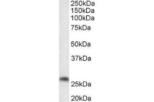 Image no. 1 for anti-Prostaglandin D2 Synthase (PTGDS) (AA 149-162) antibody (ABIN1103832) (PTGDS Antikörper  (AA 149-162))