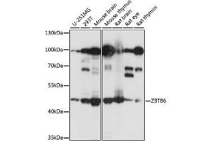 Western blot analysis of extracts of various cell lines, using ZBTB6 antibody (ABIN7271438) at 1:1000 dilution. (ZBTB6 Antikörper  (AA 1-220))