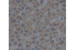 Figure. (Myeloperoxidase Antikörper  (AA 165-278))