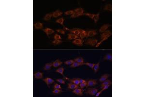 Immunofluorescence (IF) image for anti-Mitochondrially Encoded NADH Dehydrogenase 1 (MT-ND1) antibody (ABIN7268598)