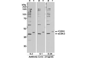 Western Blotting (WB) image for anti-Casein kappa (CSN3) (AA 325-375) antibody (ABIN7449263) (CSN3 Antikörper  (AA 325-375))