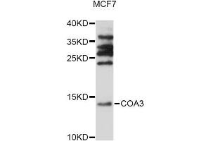 Western blot analysis of extracts of MCF7 cells, using COA3 antibody (ABIN6294037) at 1:1000 dilution. (CCDC56 Antikörper)
