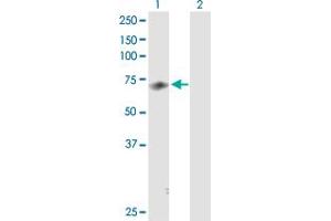 Western Blot analysis of MED26 expression in transfected 293T cell line by MED26 MaxPab polyclonal antibody. (MED26 Antikörper  (AA 1-600))